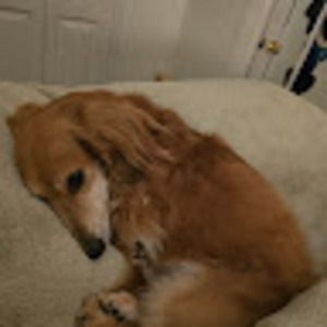 Meet your Posher, Lisa a.